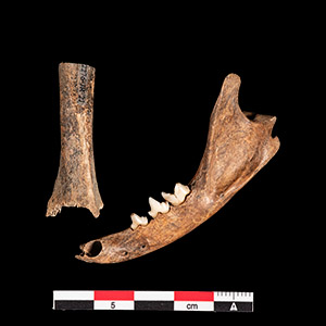 Domestic Cat Bones